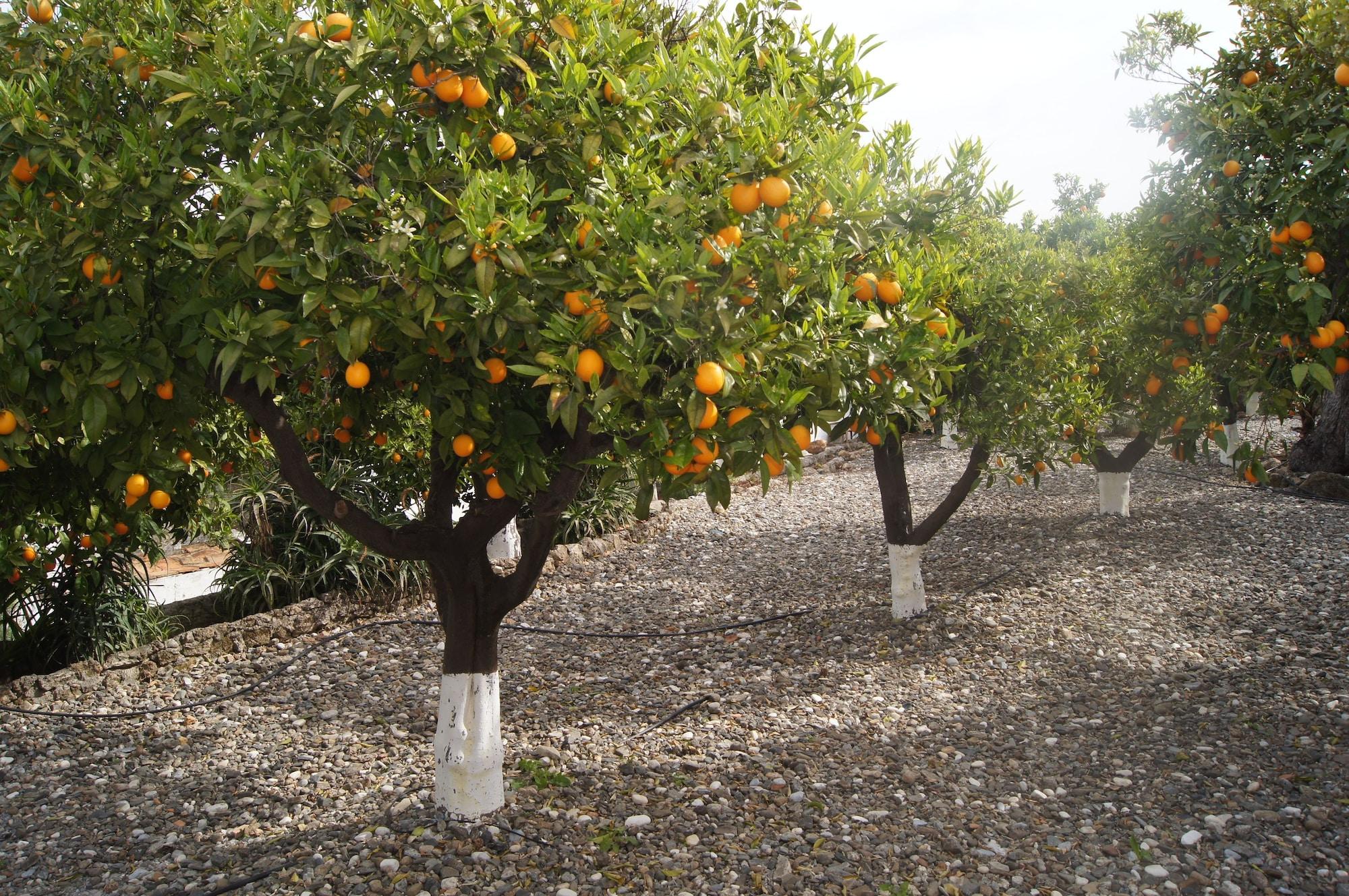 Casa De Orange Bed & Breakfast Alhaurín el Grande Eksteriør bilde