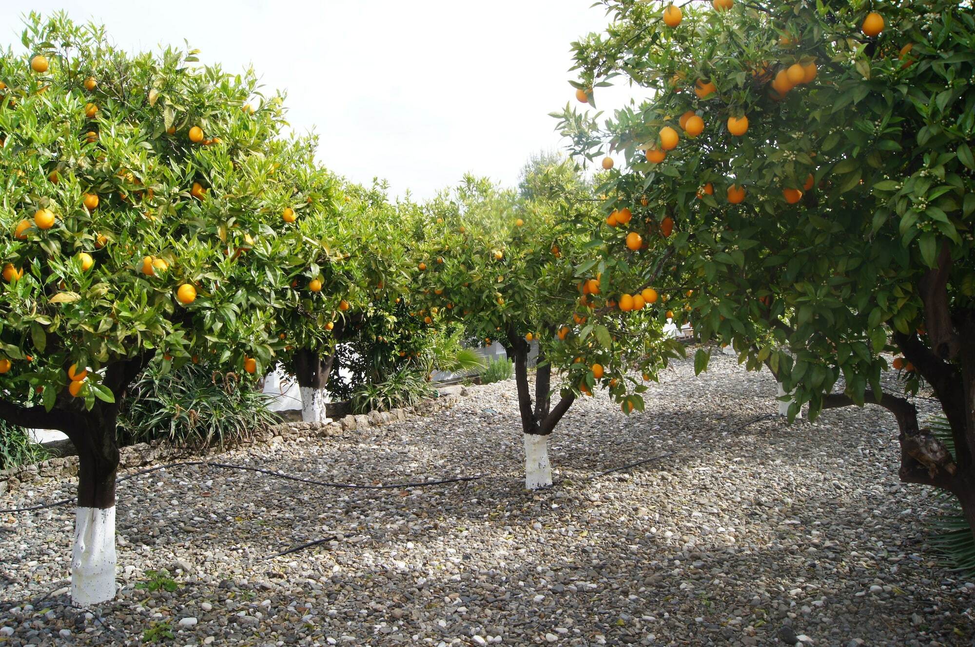 Casa De Orange Bed & Breakfast Alhaurín el Grande Eksteriør bilde